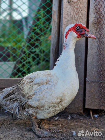 Мясо индоутки