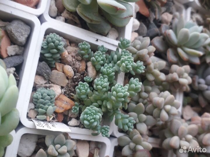 Суккуленты микс Красула, Хавортия, Эхеверия