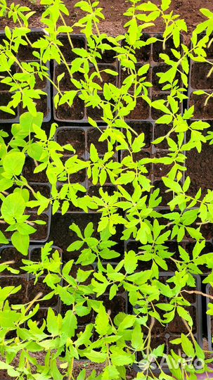 Рассада разная