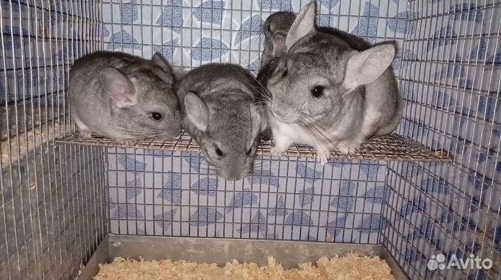 Шиншиллы