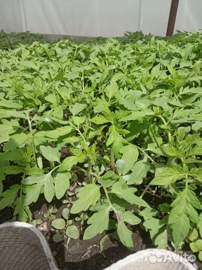 Рассада помидор