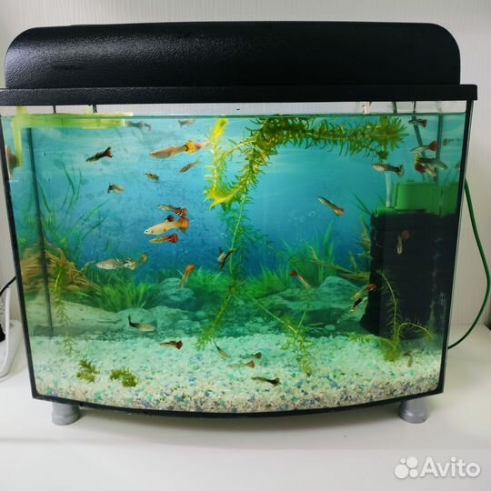 Аквариум с рыбками