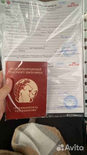 Французский бульдог