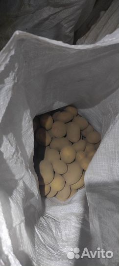 Семенной картофель