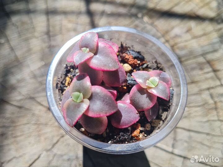 Толстянка, крассула. Набор суккулентов, эхеверия