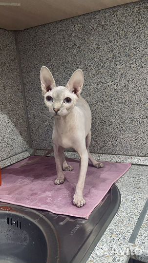 Ищу кота для вязки