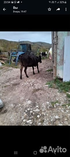 Корова молочная