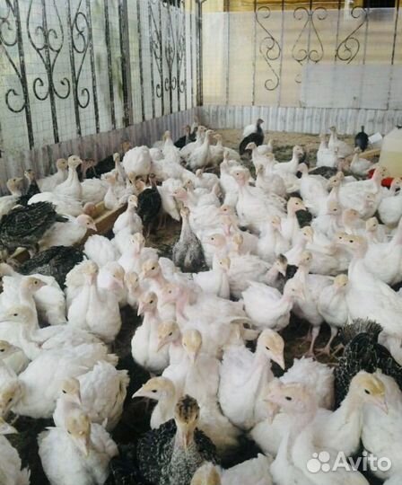 Индюшата утята