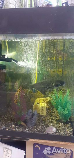Аквариум