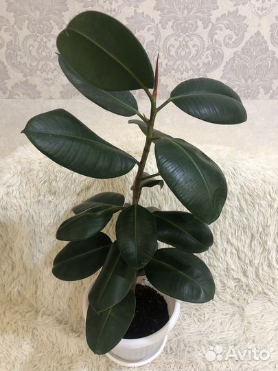 Аглонема 1400