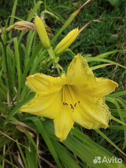 Лилейники сортовые