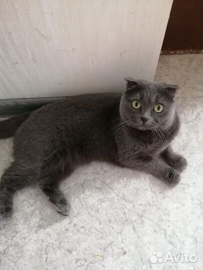 Кошка в добрые руки