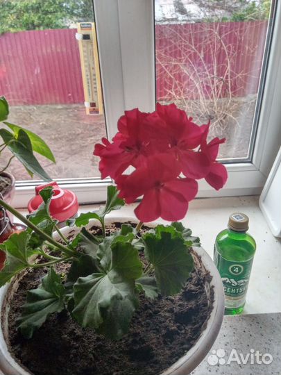Комнатные растения цветы герань