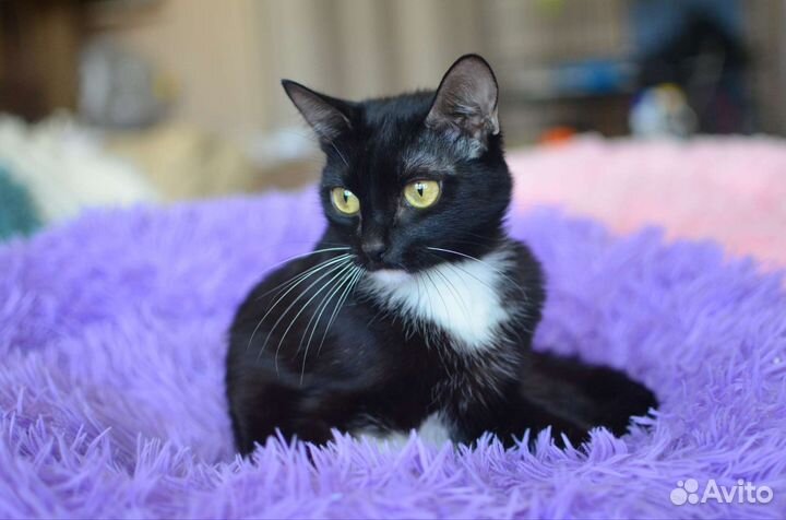 Кошечка в добрые руки