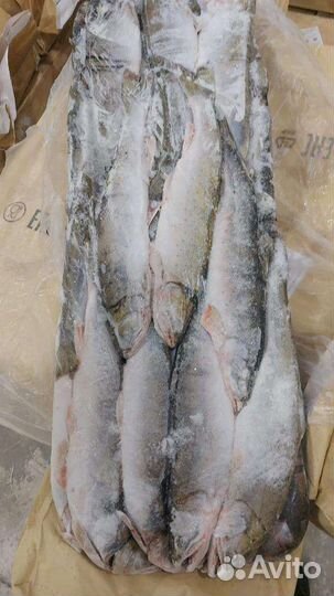 Голец-кунджа.Камчатка