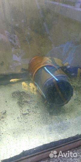 Сомики анциструсы