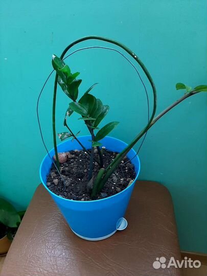 Цветы и горшки