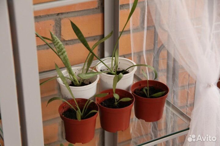 Сансевиерия Зейланика