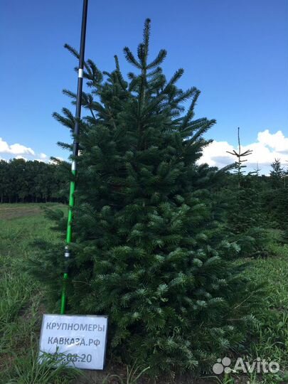 Пихта Нордмана