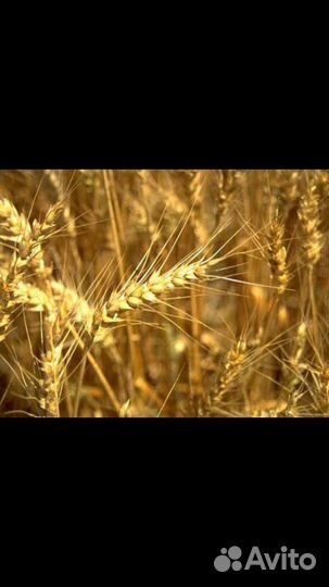 Пшеница овес