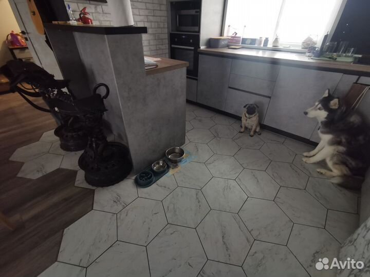 Передержка собак