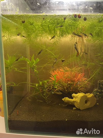 Аквариум с рыбками
