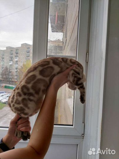 Бенгалка