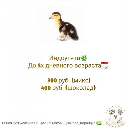 Утята, индоутята, гусята, индюшата