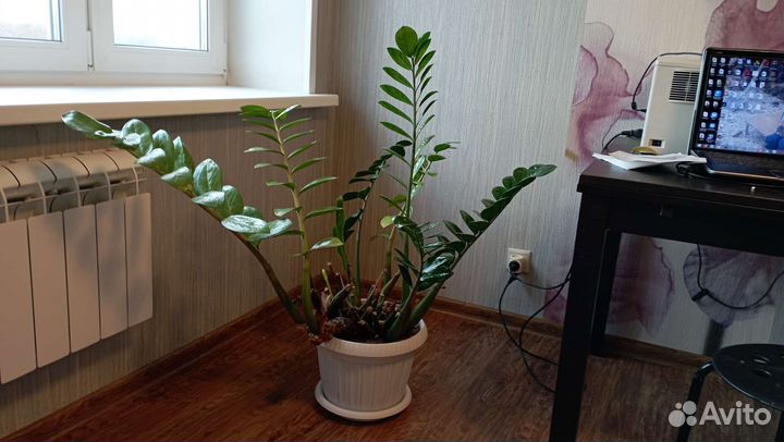 Замиокулькас