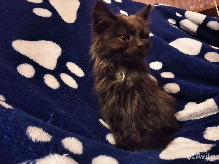 Кошка в дар