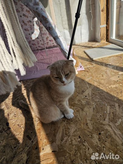 Британские котята