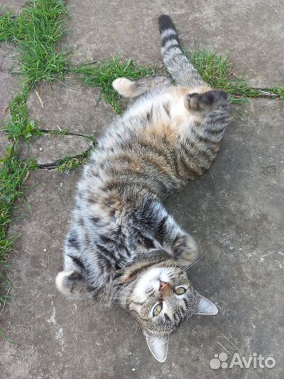 Отдам кошечку в добрые руки