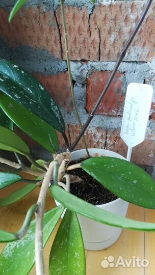 Хойи взрослые, добавлено 01.05.23