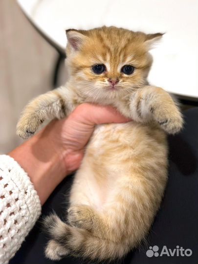 Котята британская золотая шиншилла