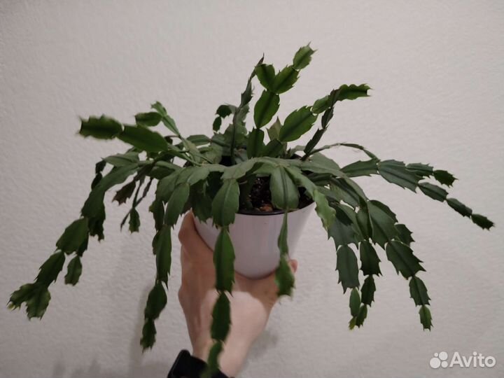 Комнатные растения