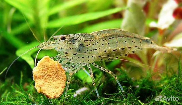 Креветки амано для аквариума