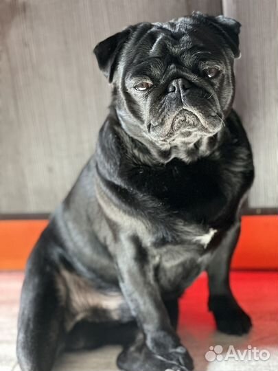 Щенок мопса черный