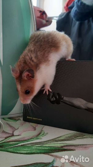 Хомяки Атласные Сирийские хомячки