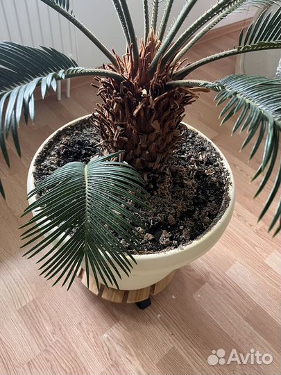 Цикас (Cycas revoluta)