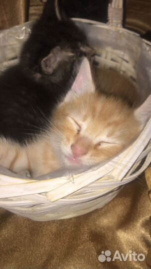 Отдают котят