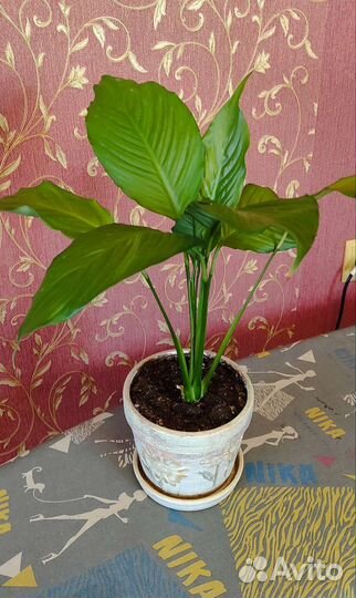 Комнатный цветок Спатифиллум