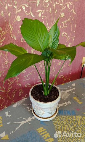 Комнатный цветок Спатифиллум