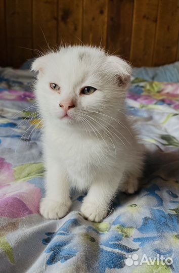 Котенок мальчик вислоухий