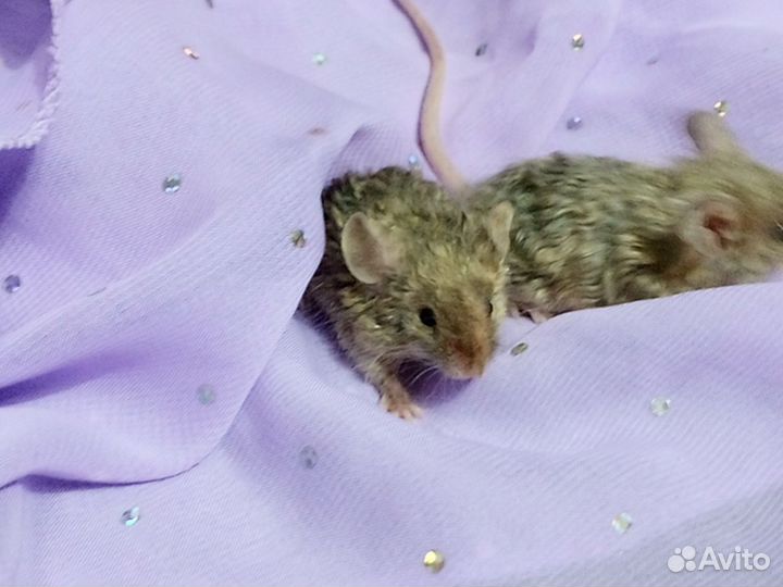 Декоративные мышки