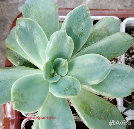 Кактусы и суккуленты. Суккуленты 8 штук в набор