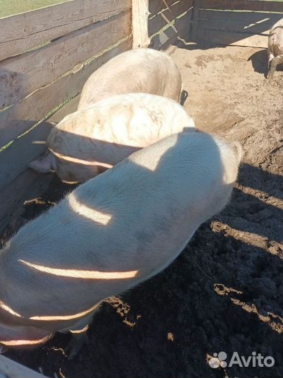 Продам свиней