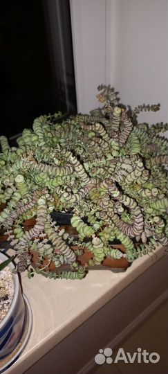 Толстянка продырявленная