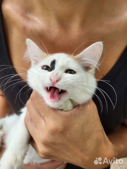 Нарядная Рада