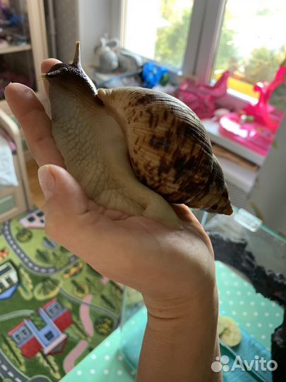 Улитки ахатины большие