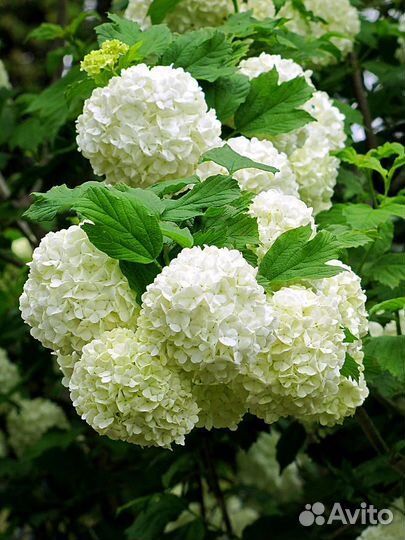 Бульденеж Розеум